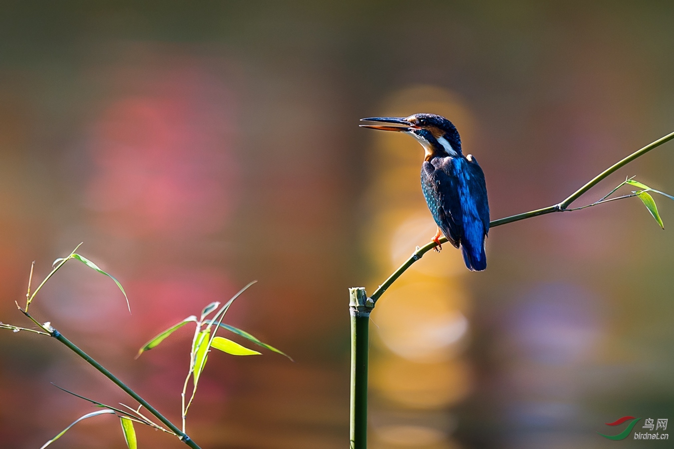 XCG_7786 - ����.jpg