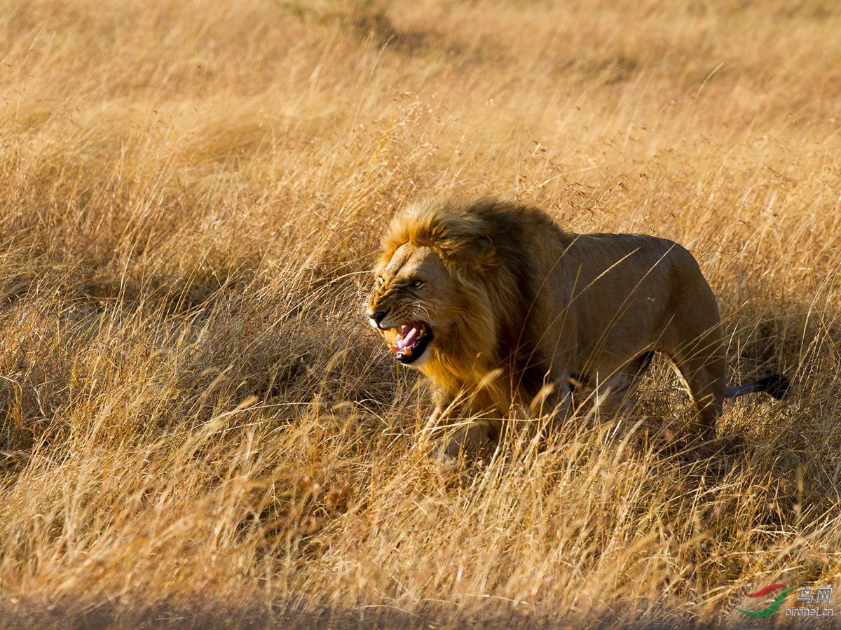 《王者》（非洲狮）.jpg