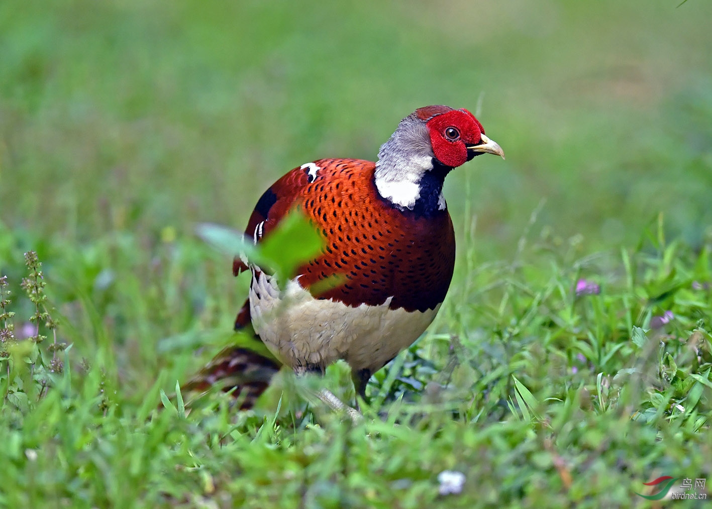 �׾���β������