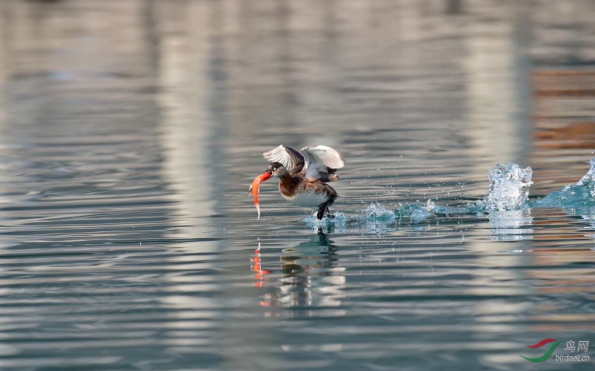 DSC_7945 - ����_����.jpg