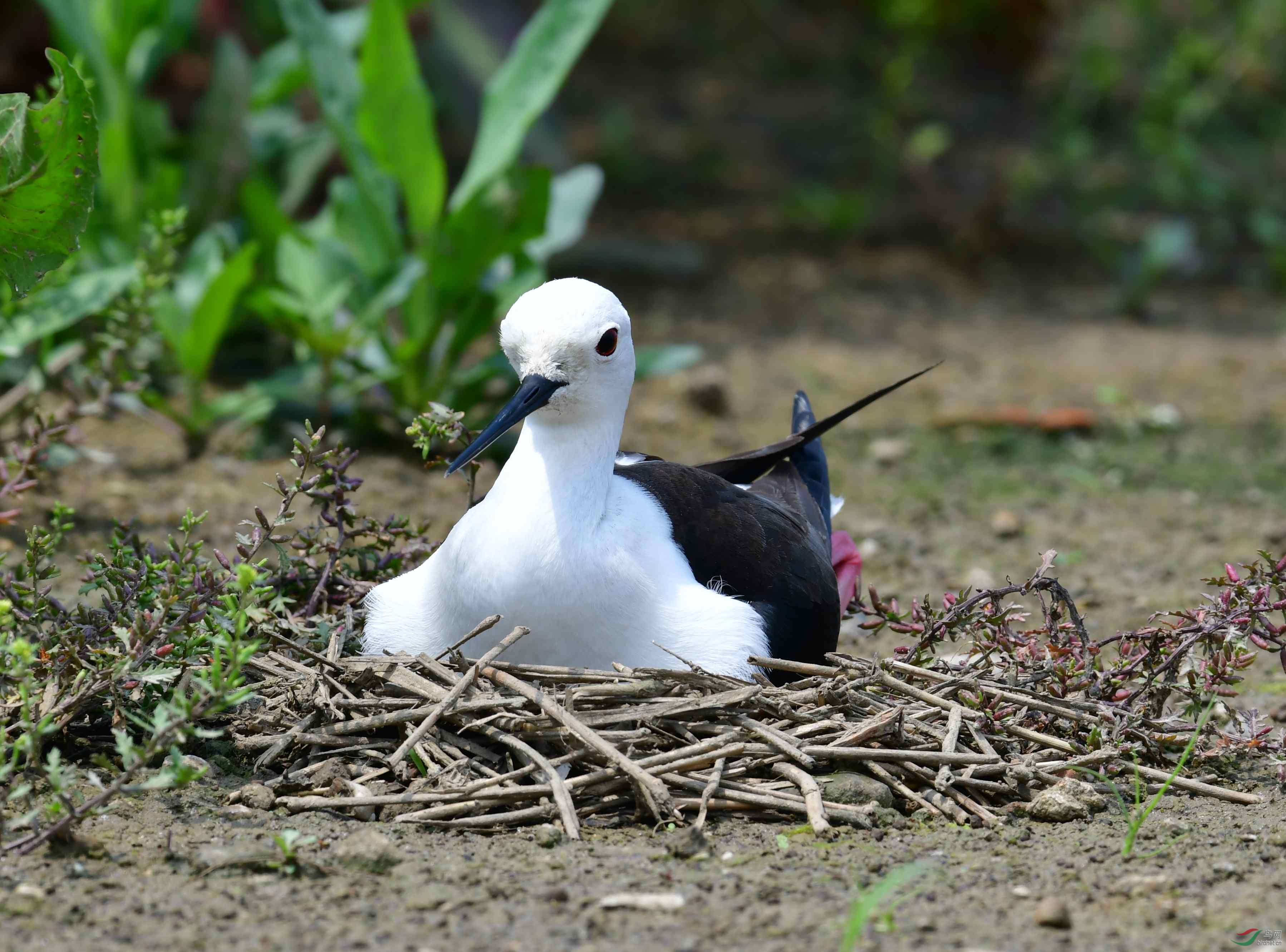 DSC_3713.JPG