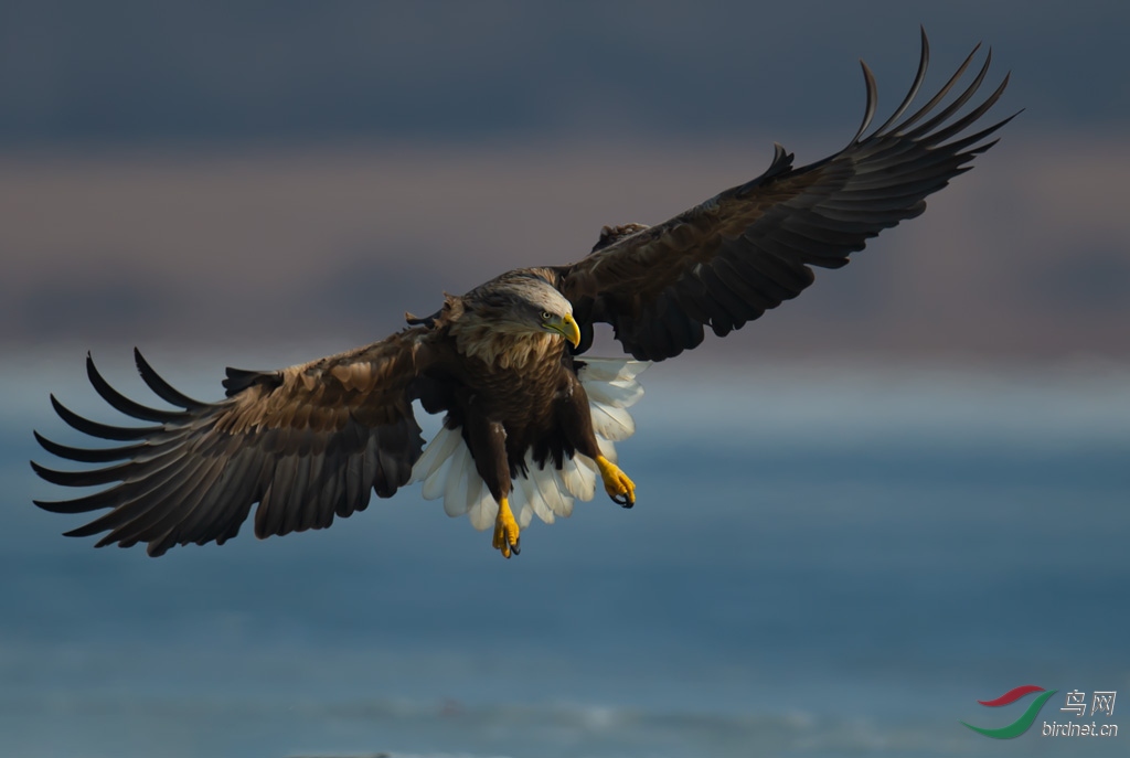 DSC_9756-0.jpg