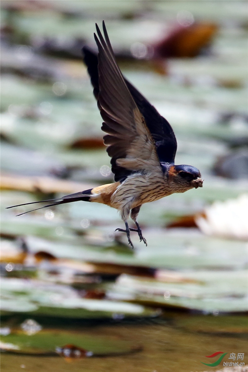 燕子筑窝衔春泥