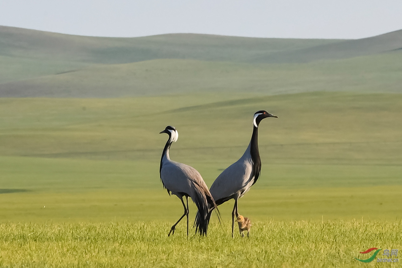 DSC_3266.jpg1.jpg