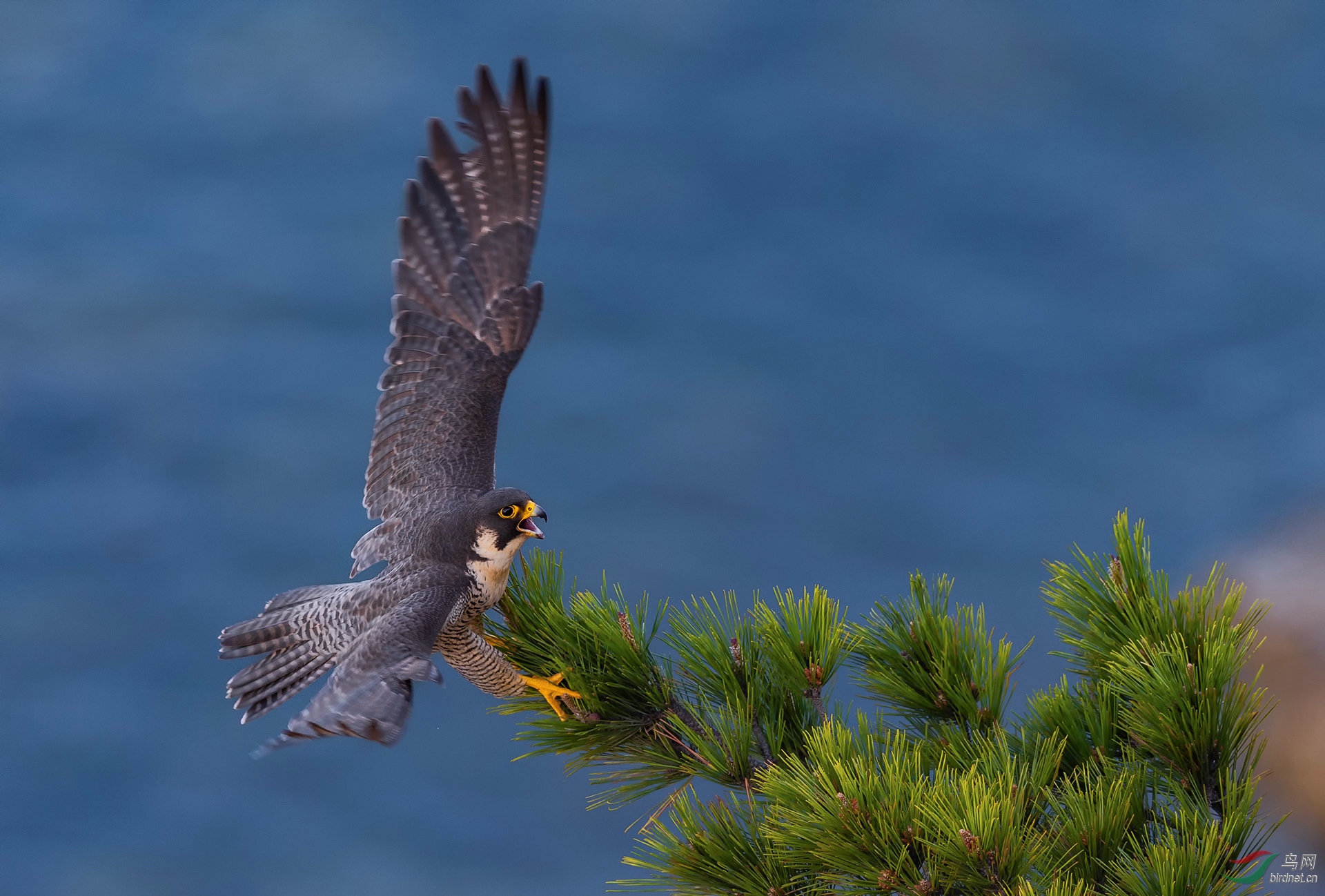DSC_5239.jpg