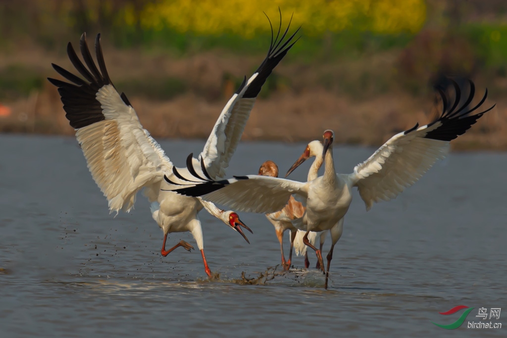 DSC_9688-0.jpg