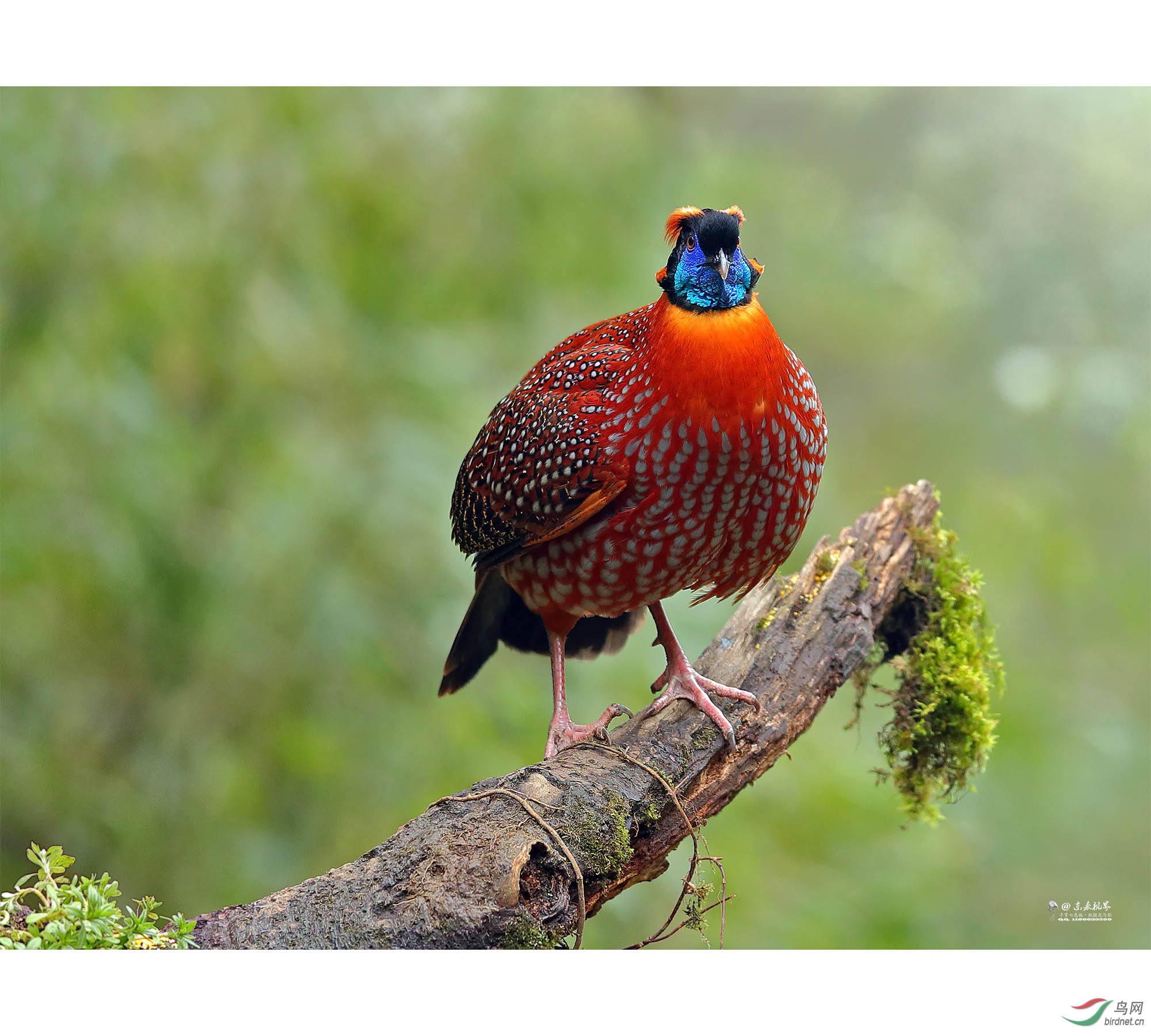 �츹����-2