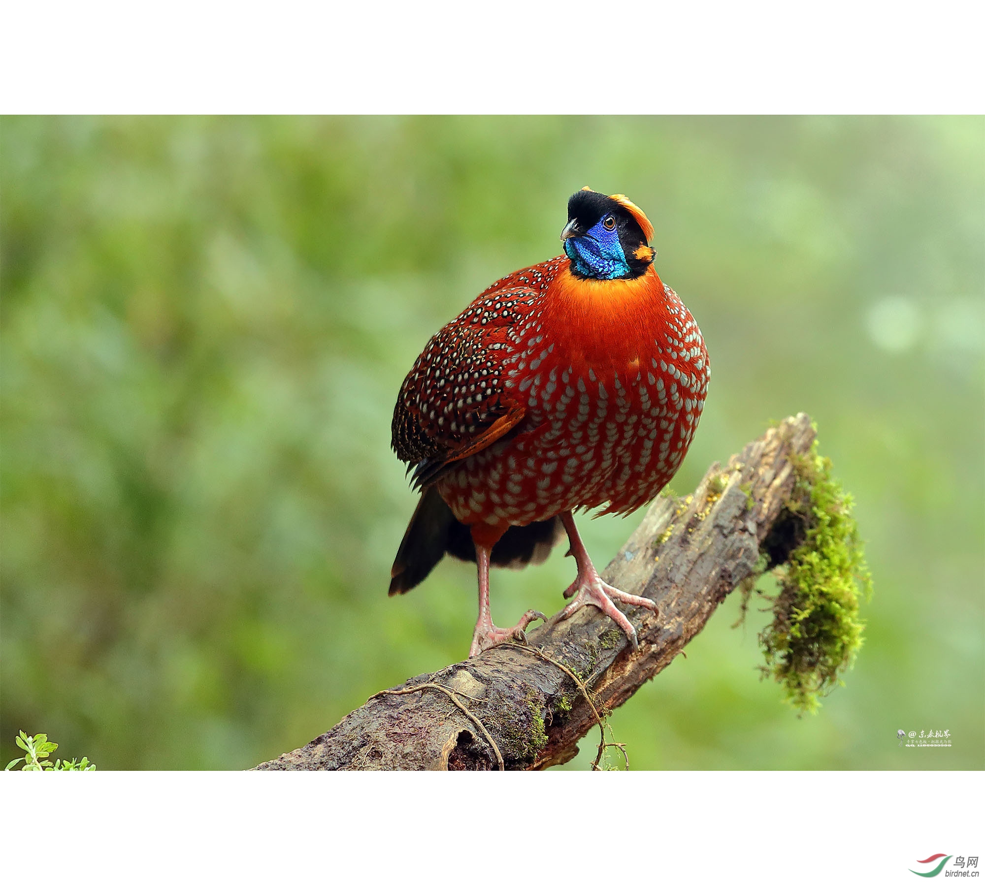 �츹����-3