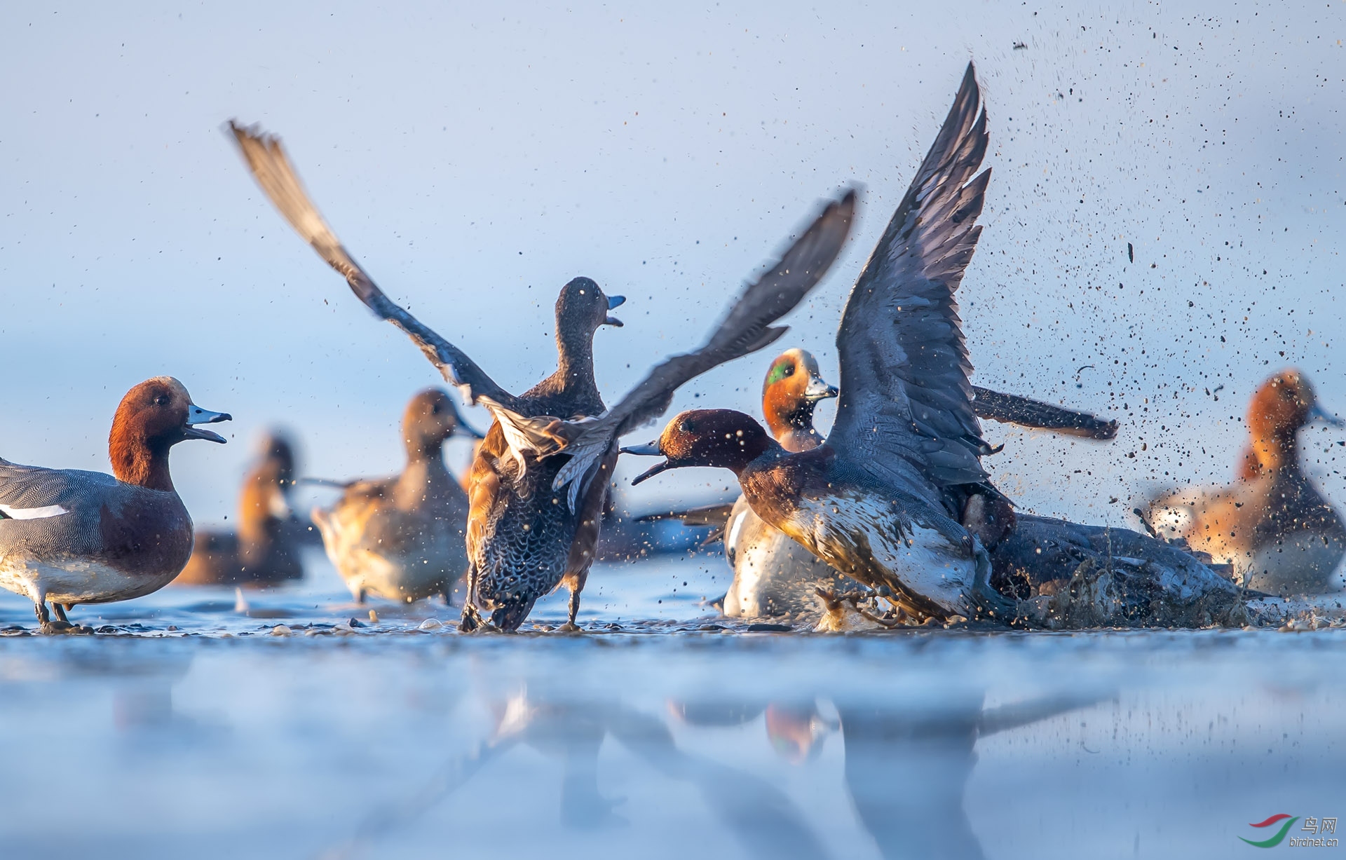 ZXC_1385-2 ����.jpg