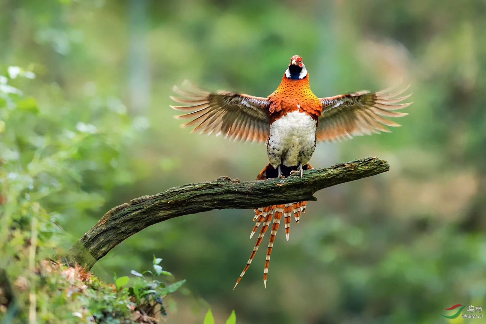 鸟类振翅祝贺荣获vip佳作