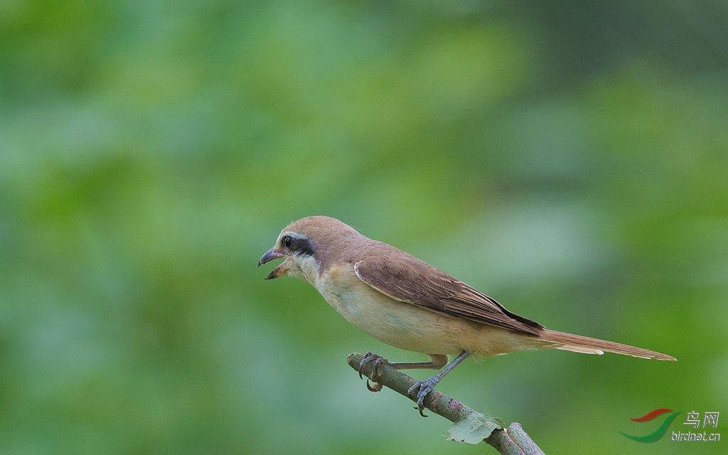 DSC_0106.jpg