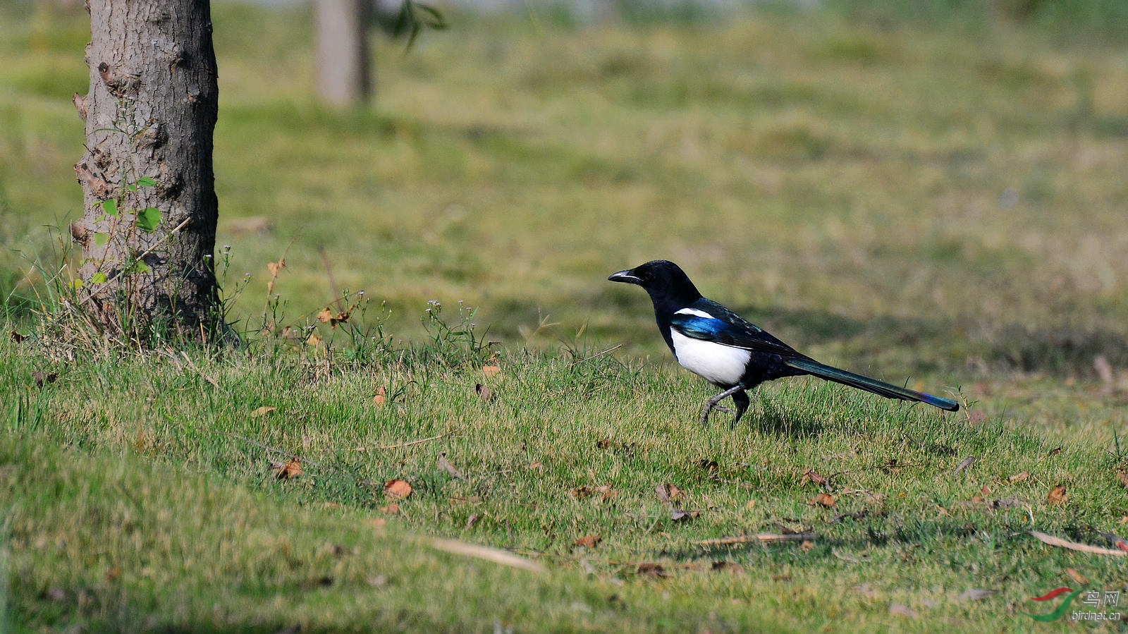 DSC_2597.JPG
