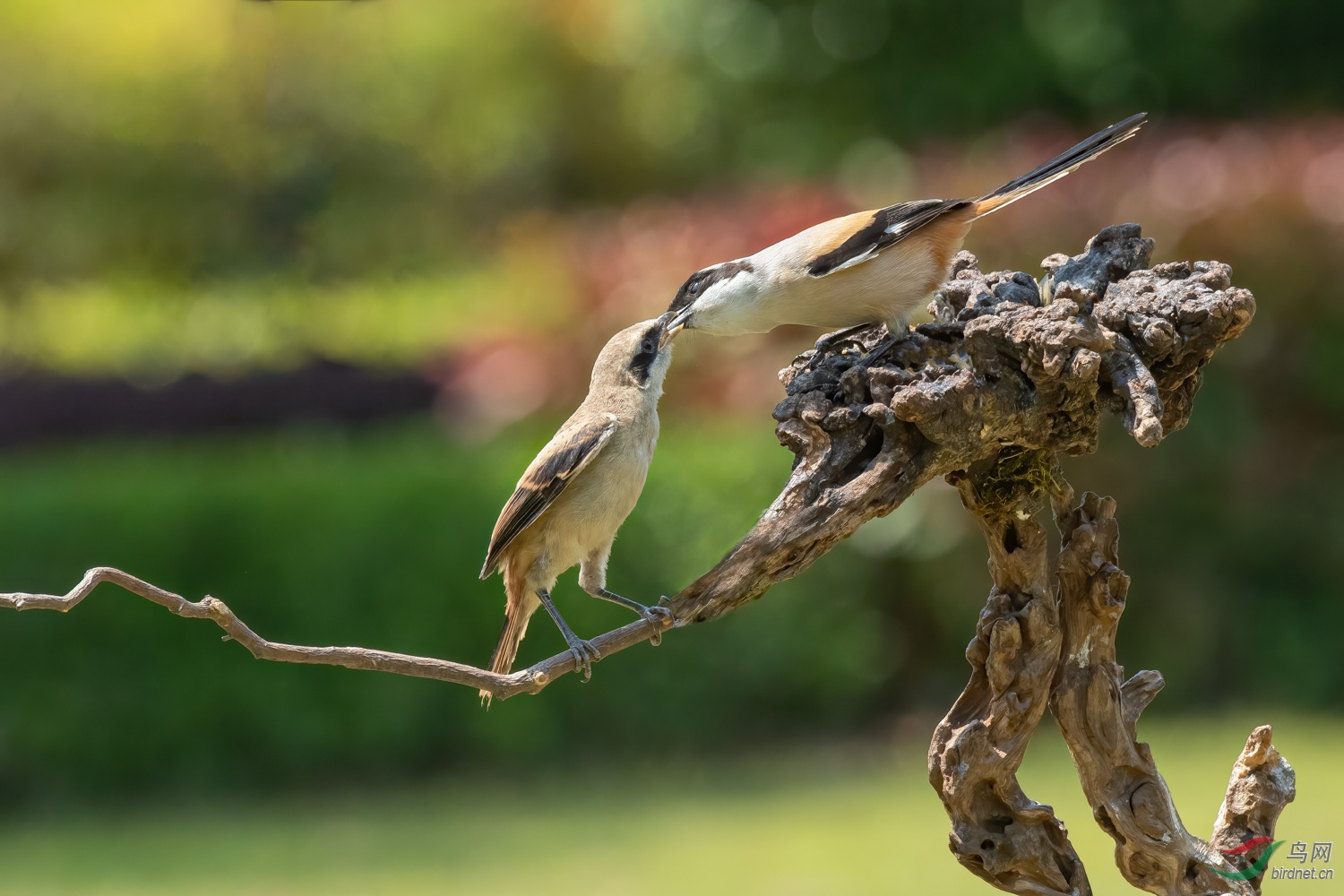 DSC_5477_1.jpg