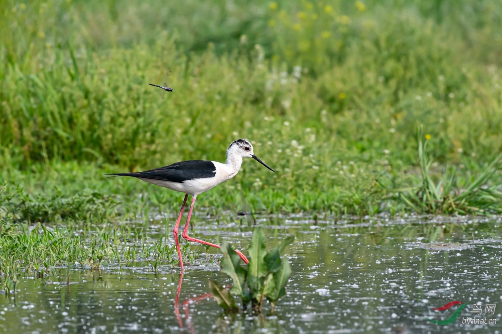 DSC_9316_1.jpg