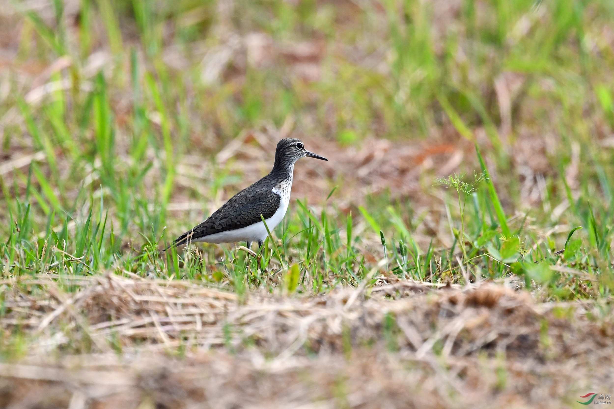 DSC_3181.jpg