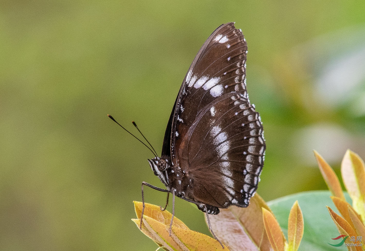 DSC_3528.jpg