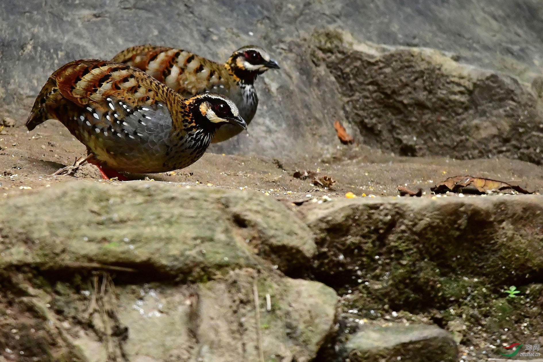 DSC_9745_����.jpg