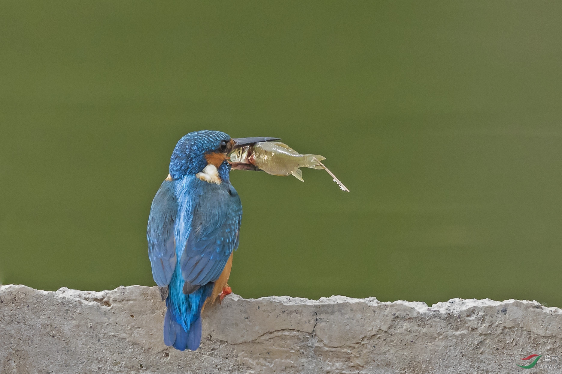 �Ը���