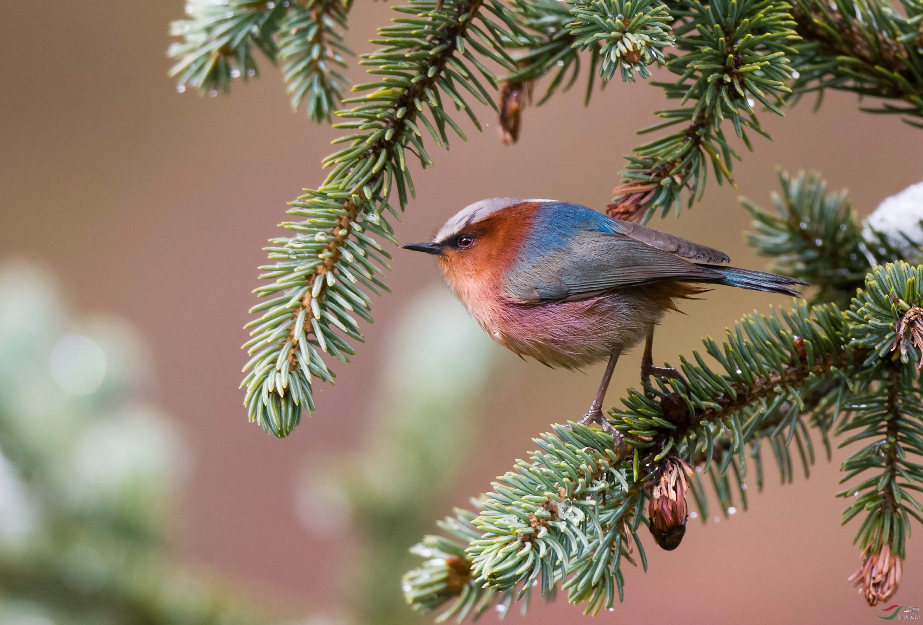 ��ԭС���飡