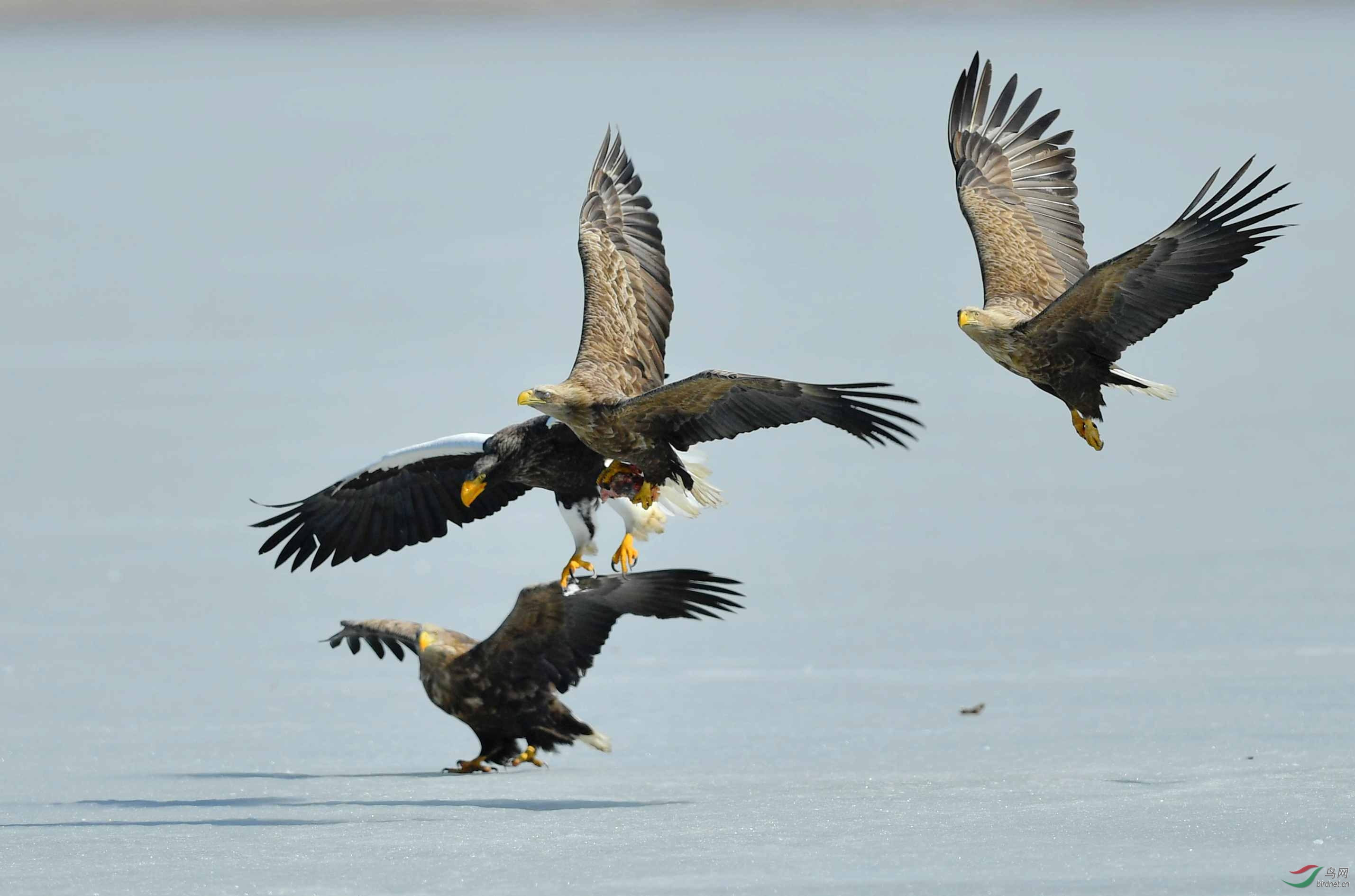 群鹰逐肉