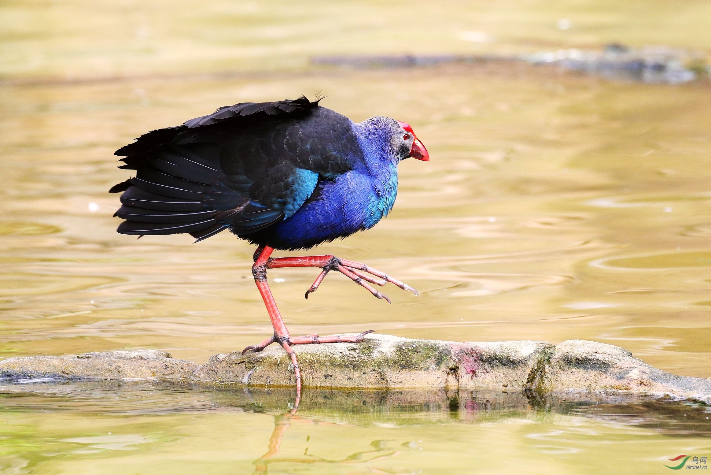 漫步踱来紫水鸡,最美水鸟名不虚.