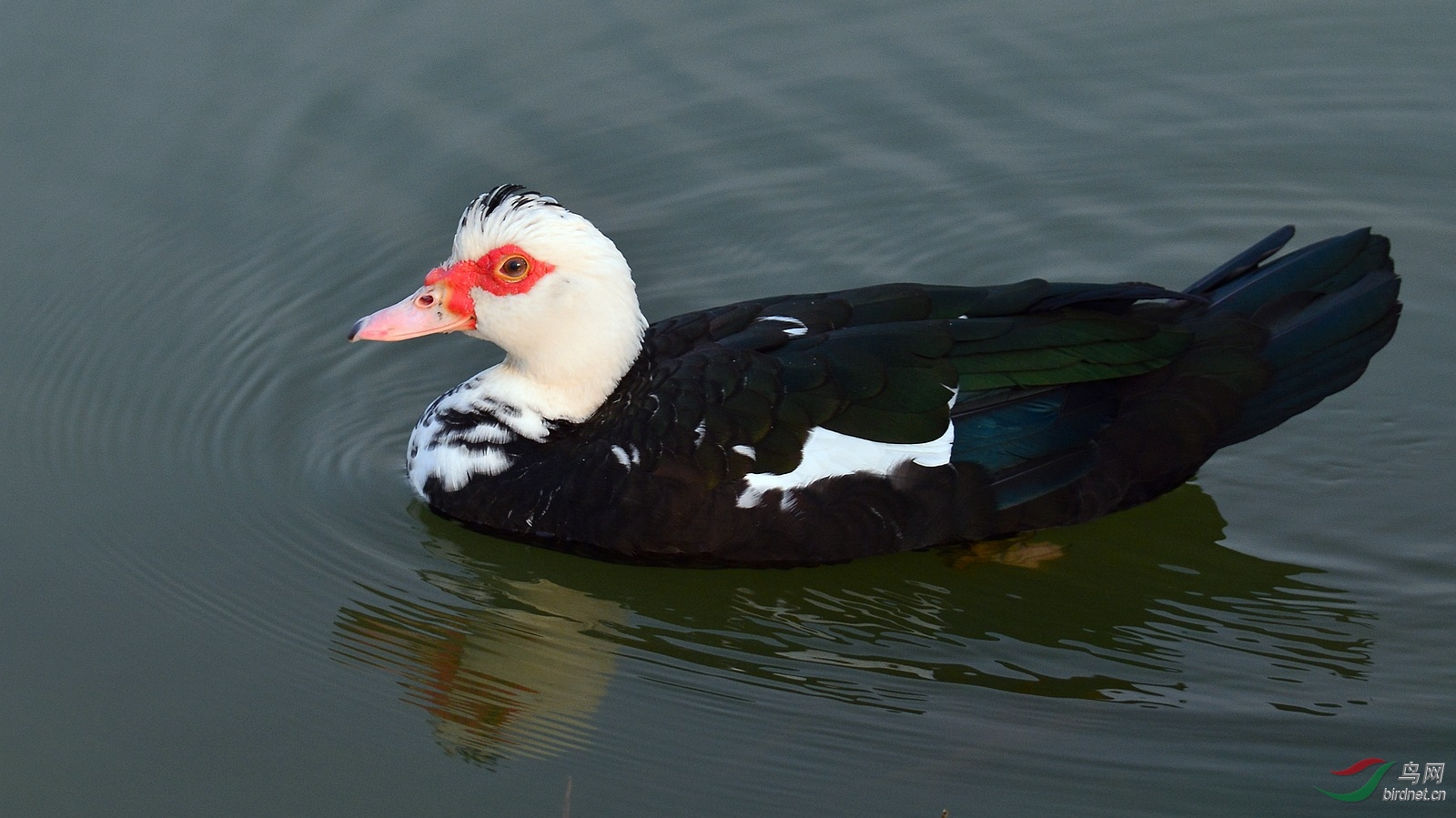 DSC_4096.JPG