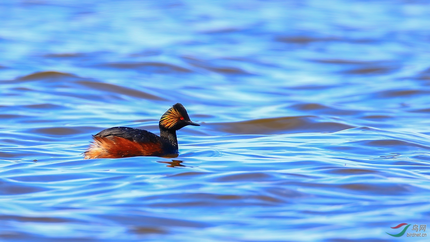 �ھ�����