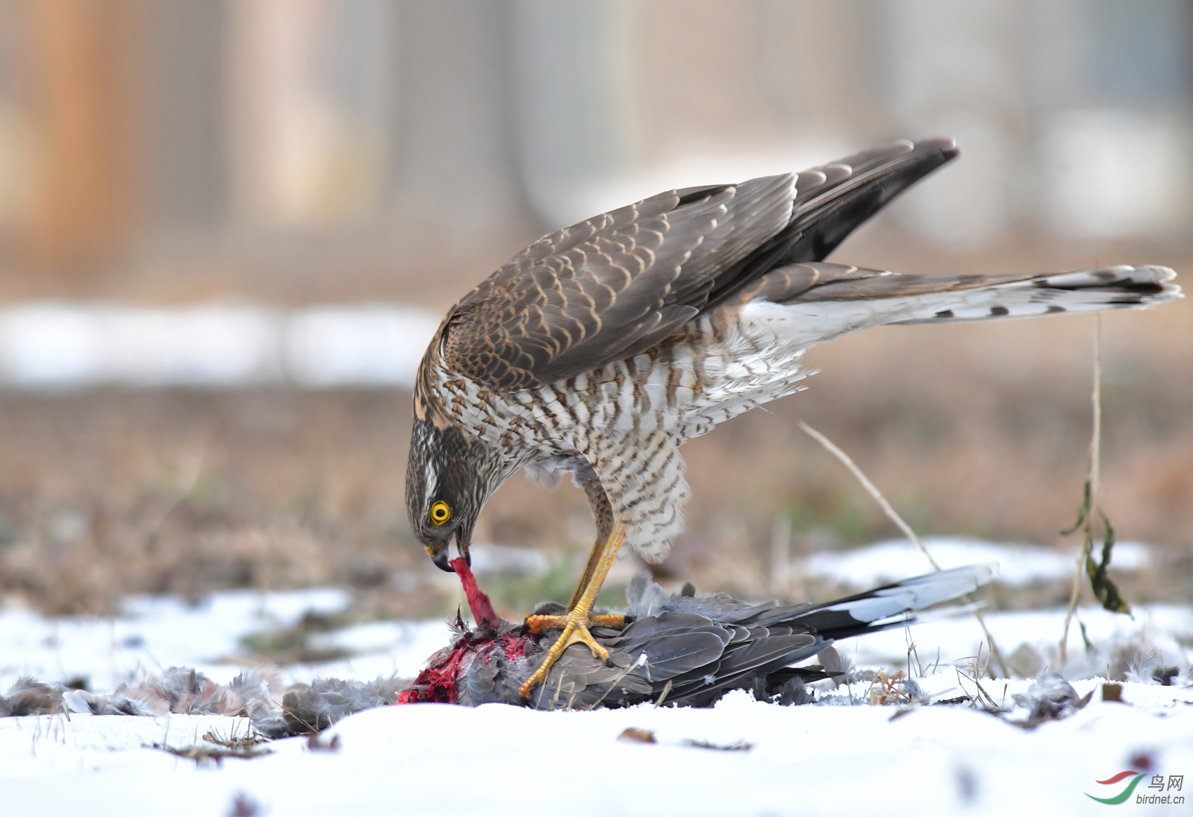 DSC_0340 �������� ��������.jpg