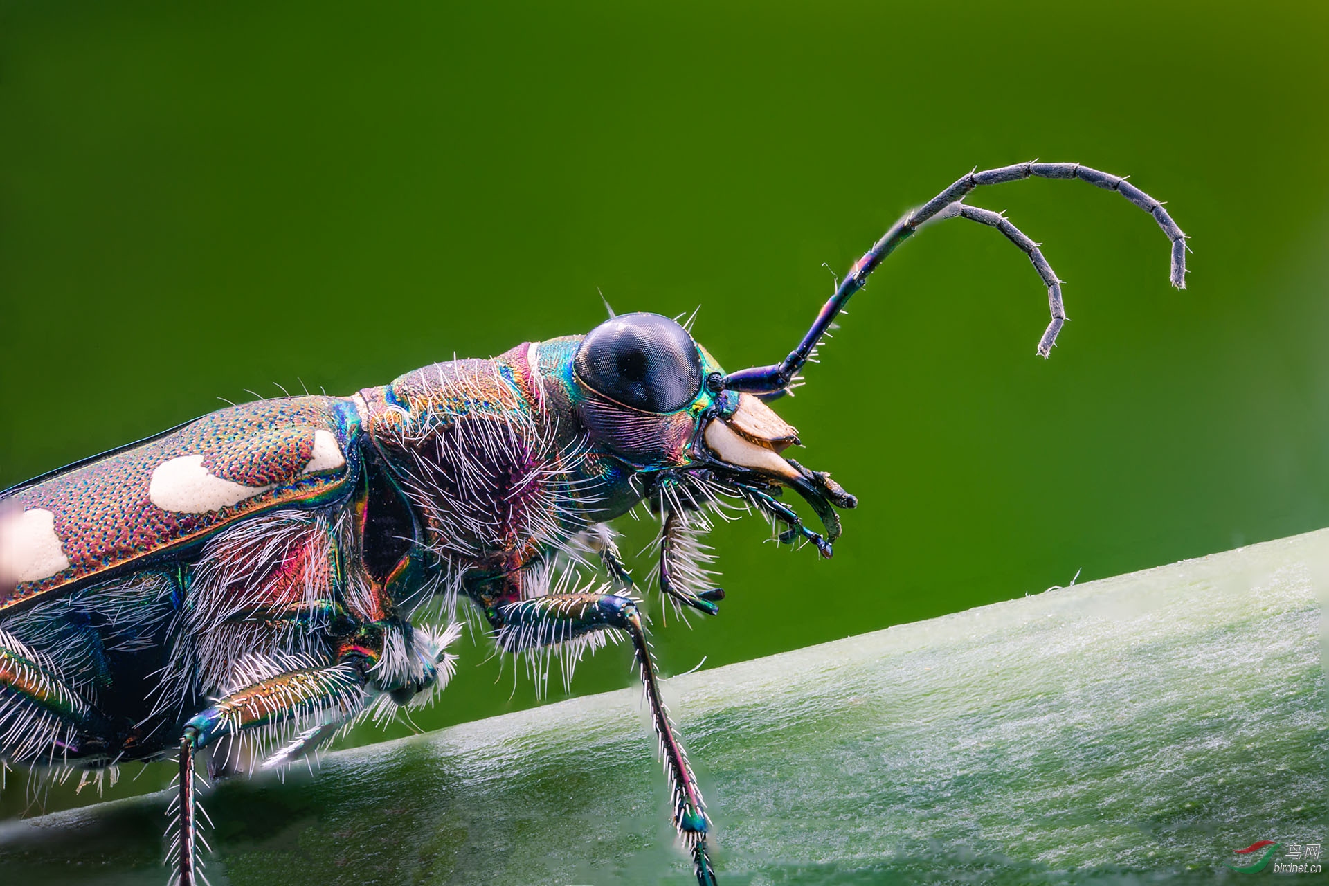 芽斑虎甲头部【贺获首页精华】
