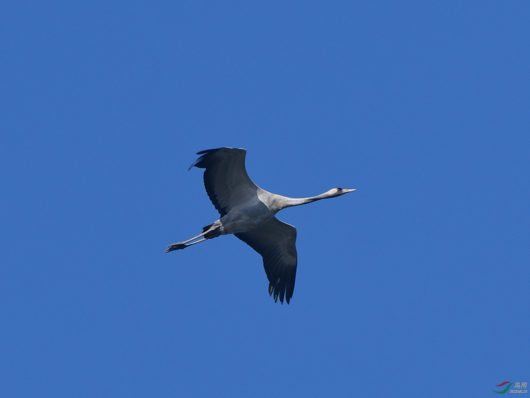 DSC_3699_����.jpg