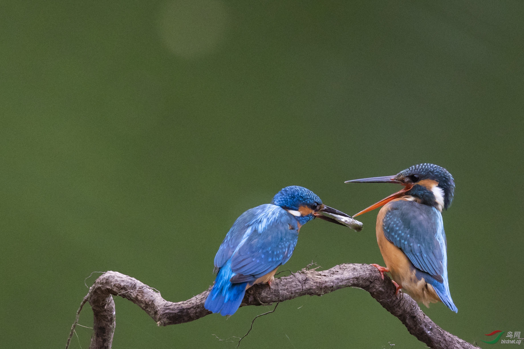 �Ը�����