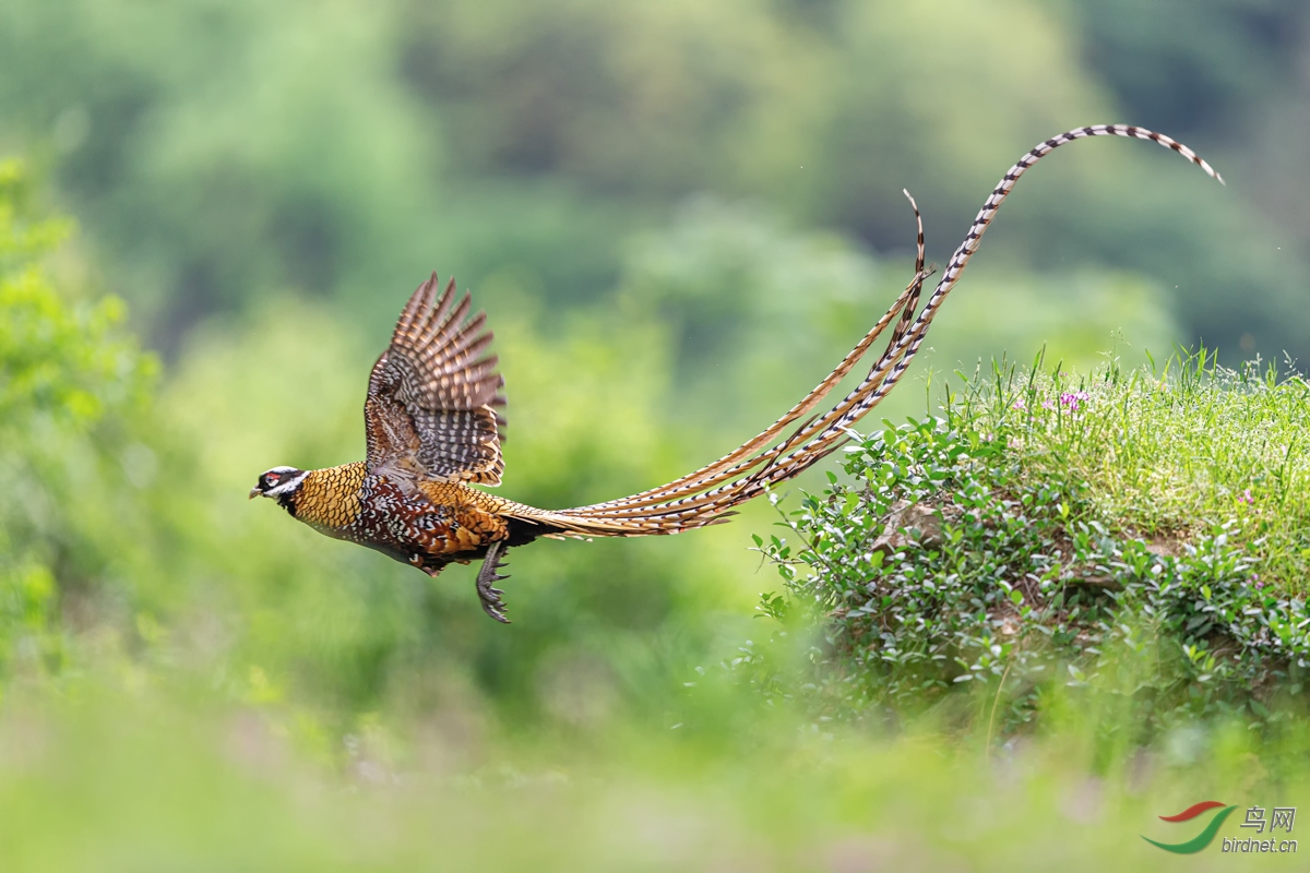 C72T8754-2.jpg