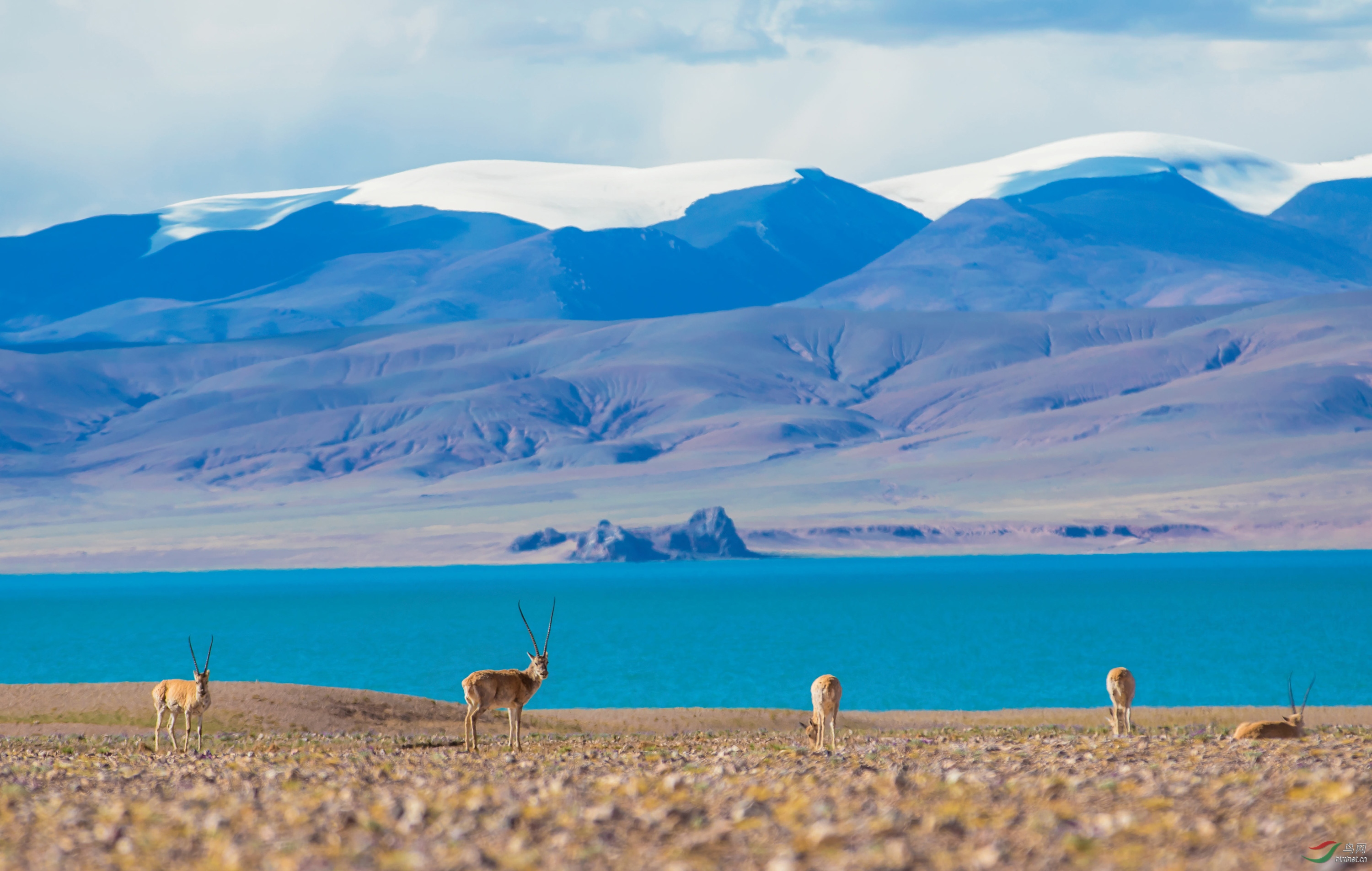 蓝色湖畔藏羚羊
