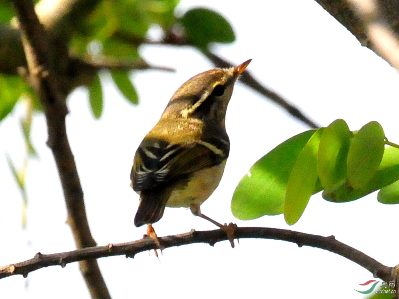 DSC_7764_副本.jpg