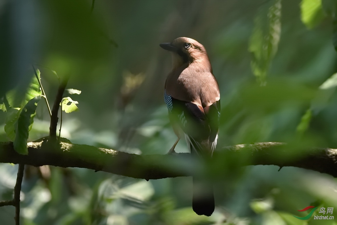 DSC_0867.JPG