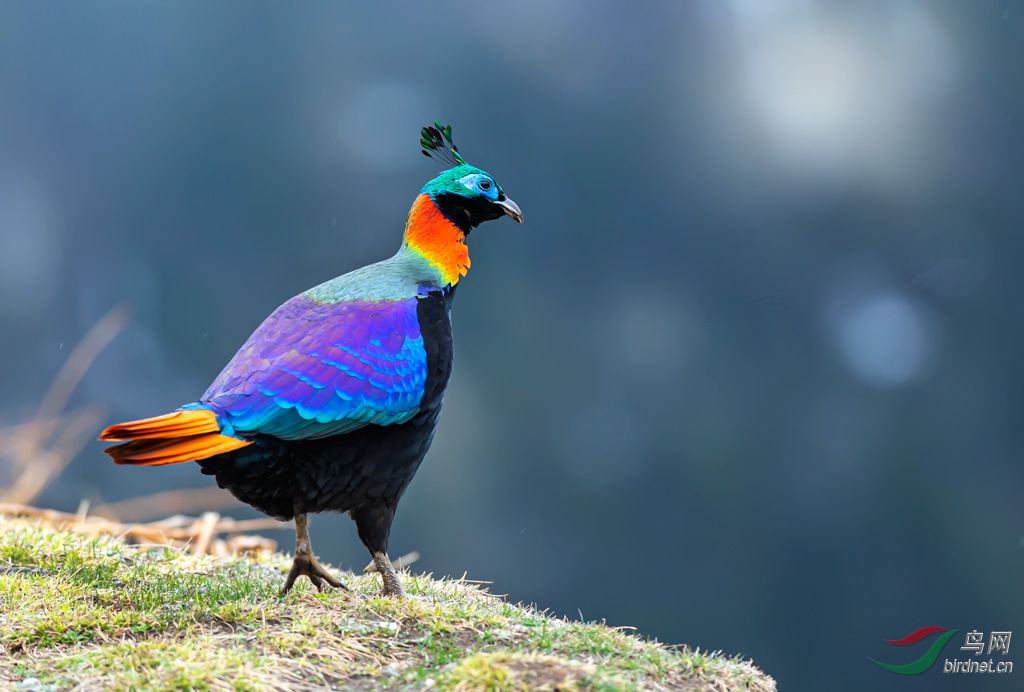 DSC_3147-0.jpg