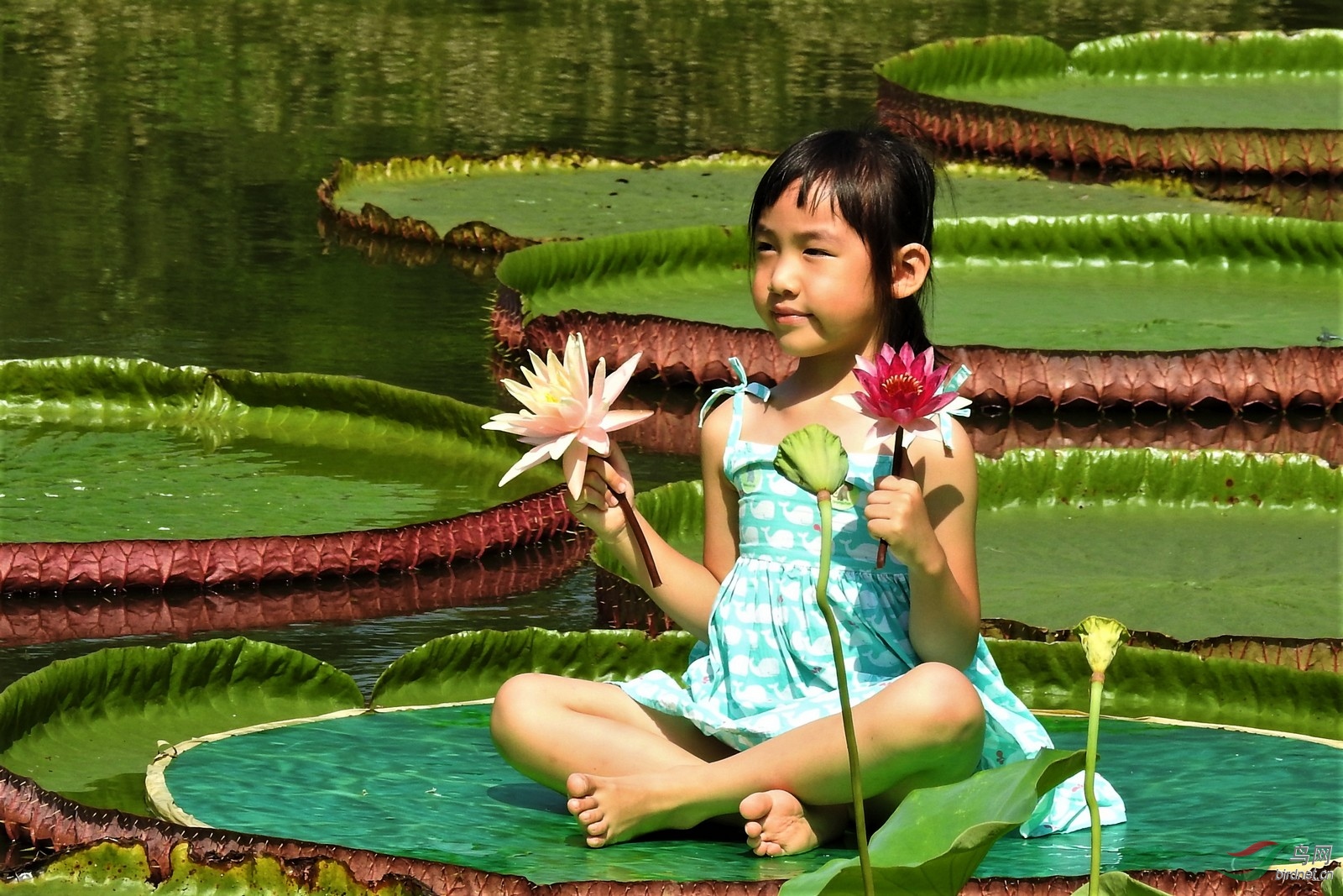 两个孩子坐王莲