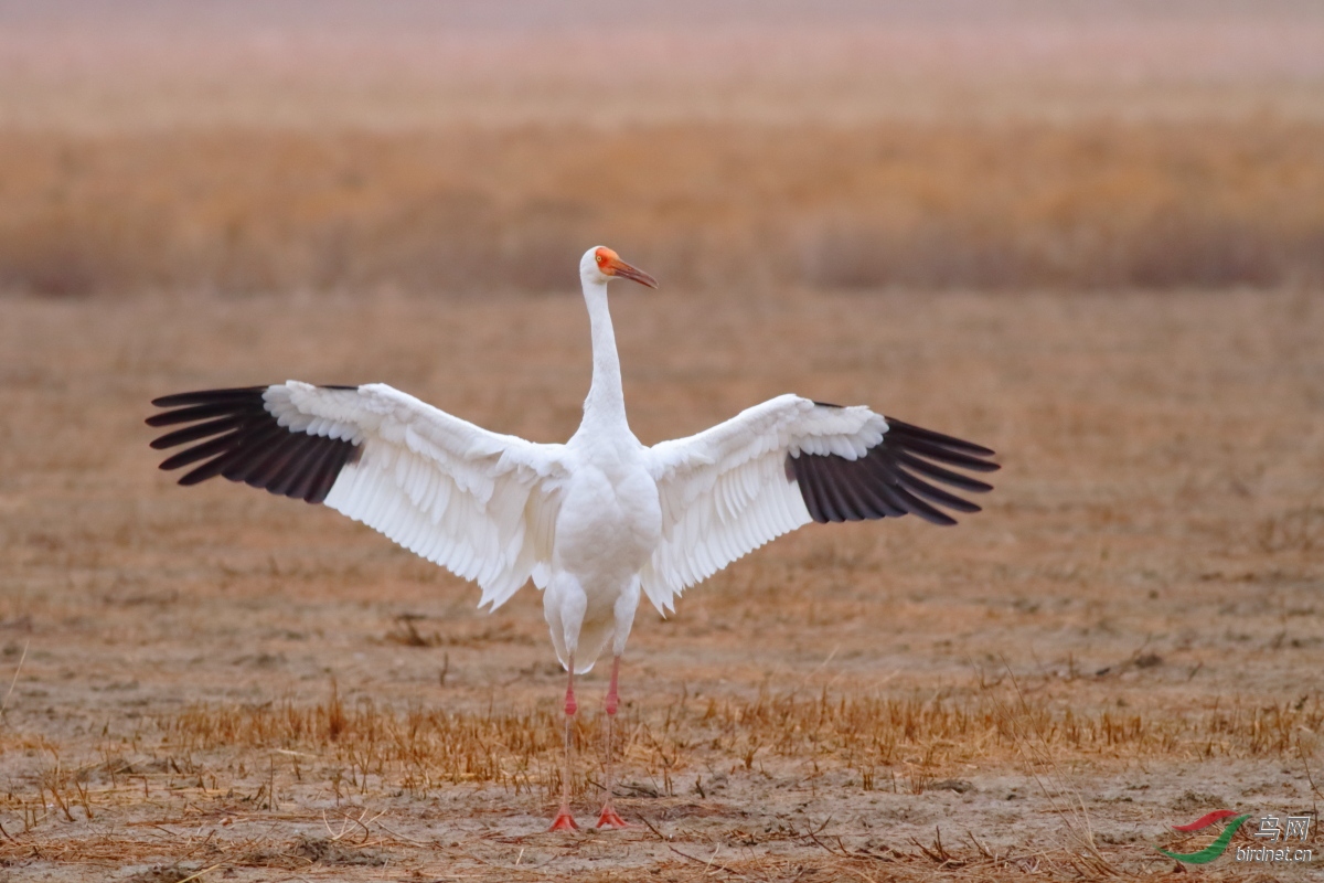 [水鸟] 《展------白鹤 siberian crane》