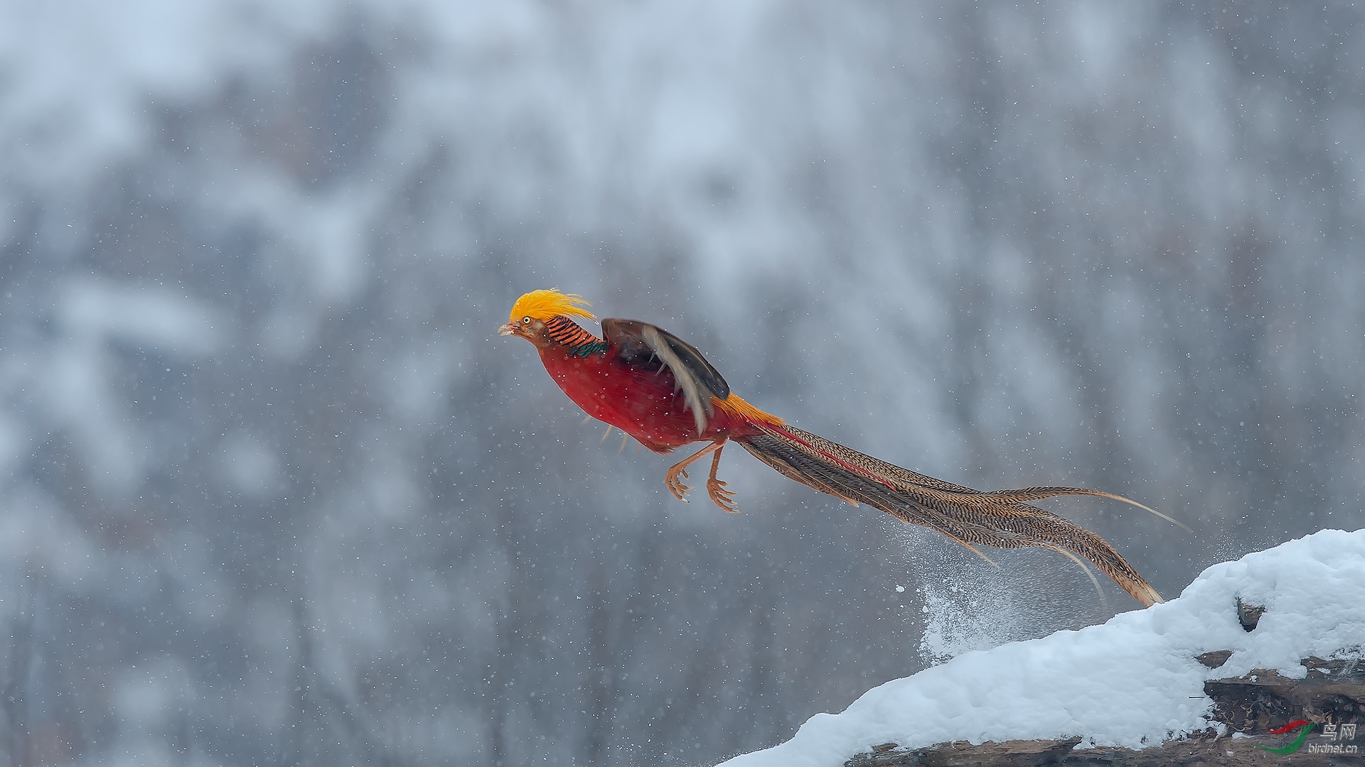 雪中腾飞(红腹锦鸡)