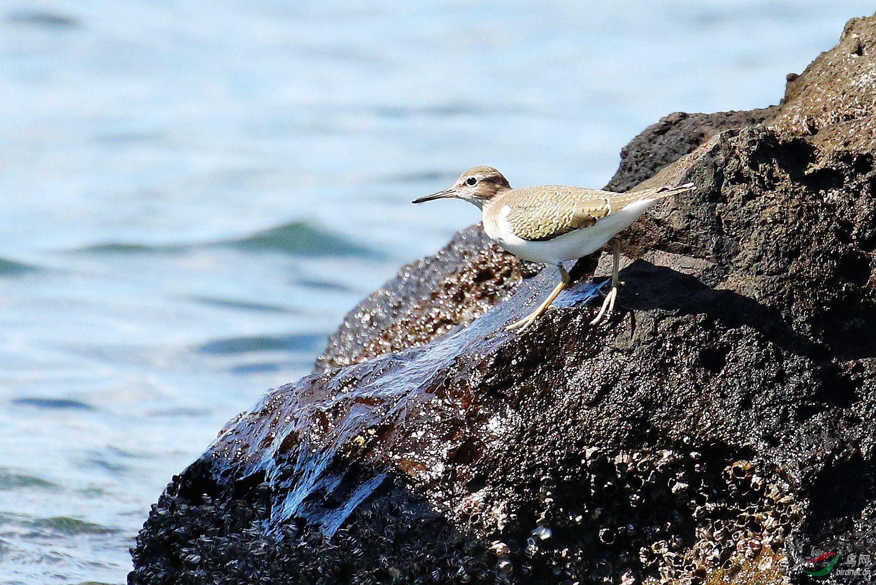 海边礁石上的青脚鹬