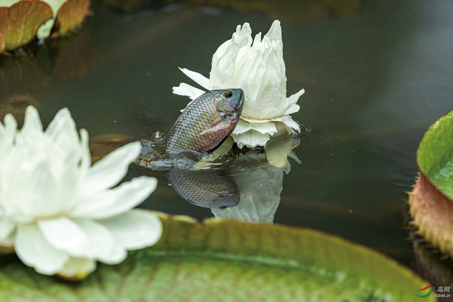 鱼吃花