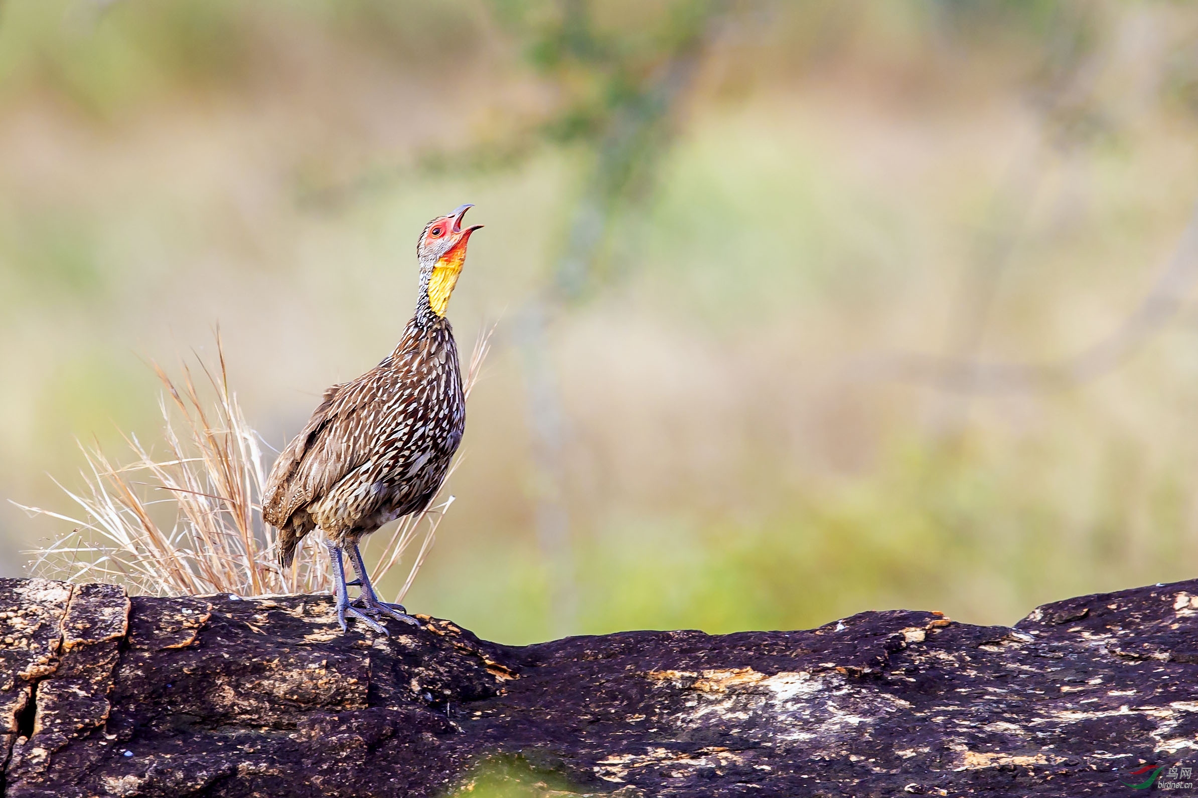 D17T9082-1 ����.jpg