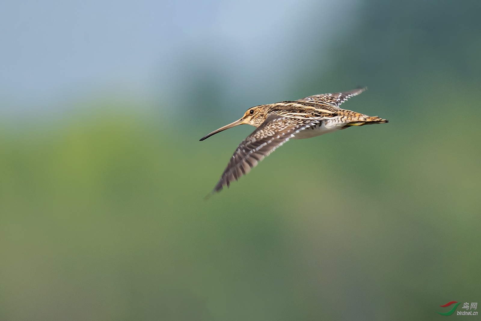 飞行的扇尾沙锥