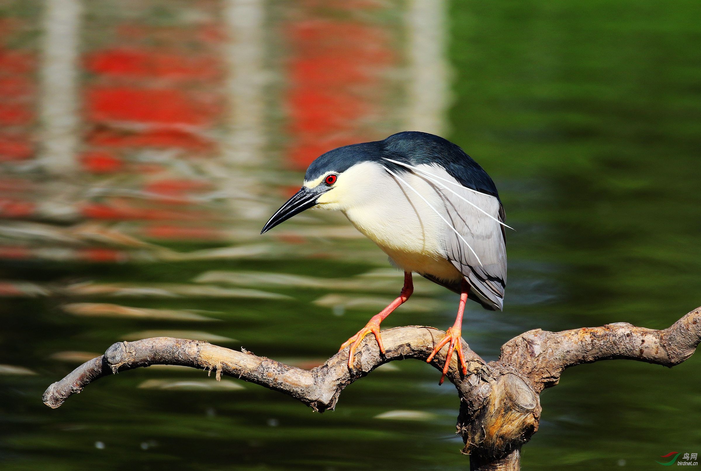 彩色水波微荡漾,夜鹭静候枝头上.