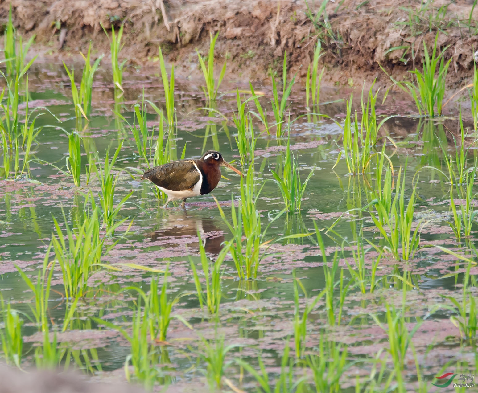 DSC_7424.jpg