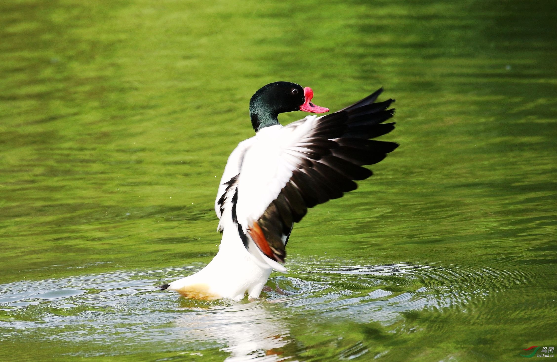 碧水美鸭舞翩跹(翘鼻麻鸭)