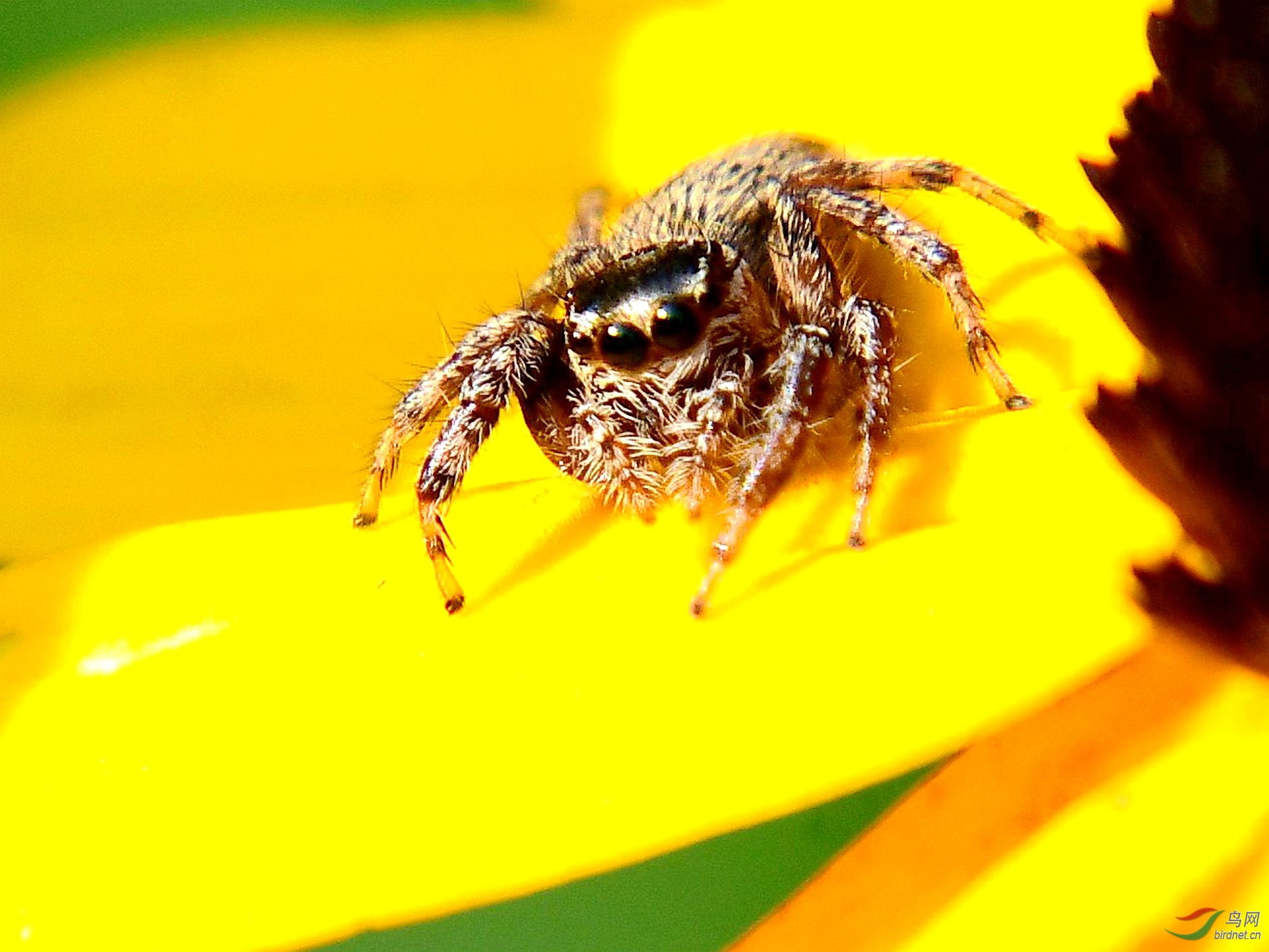 ���� 1049.JPG