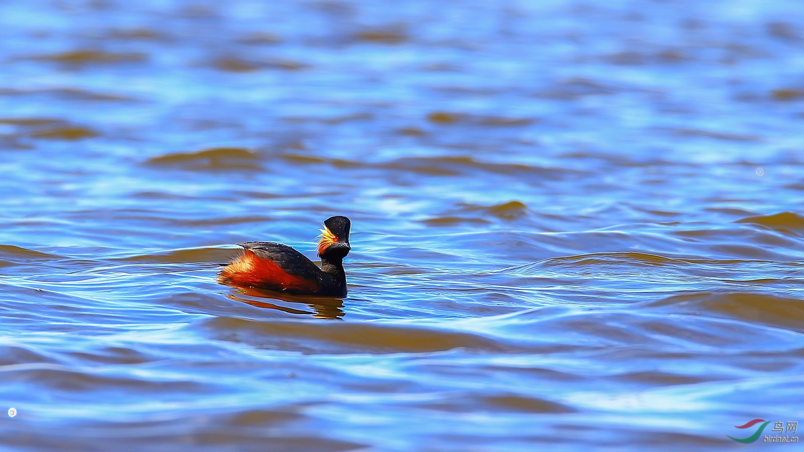 �ھ�����