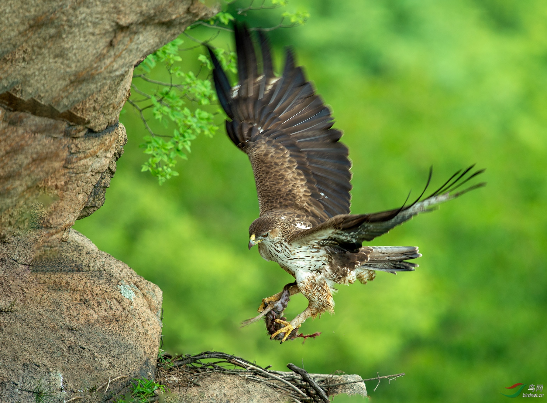 白腹隼雕(贺荣获鸟类精华)