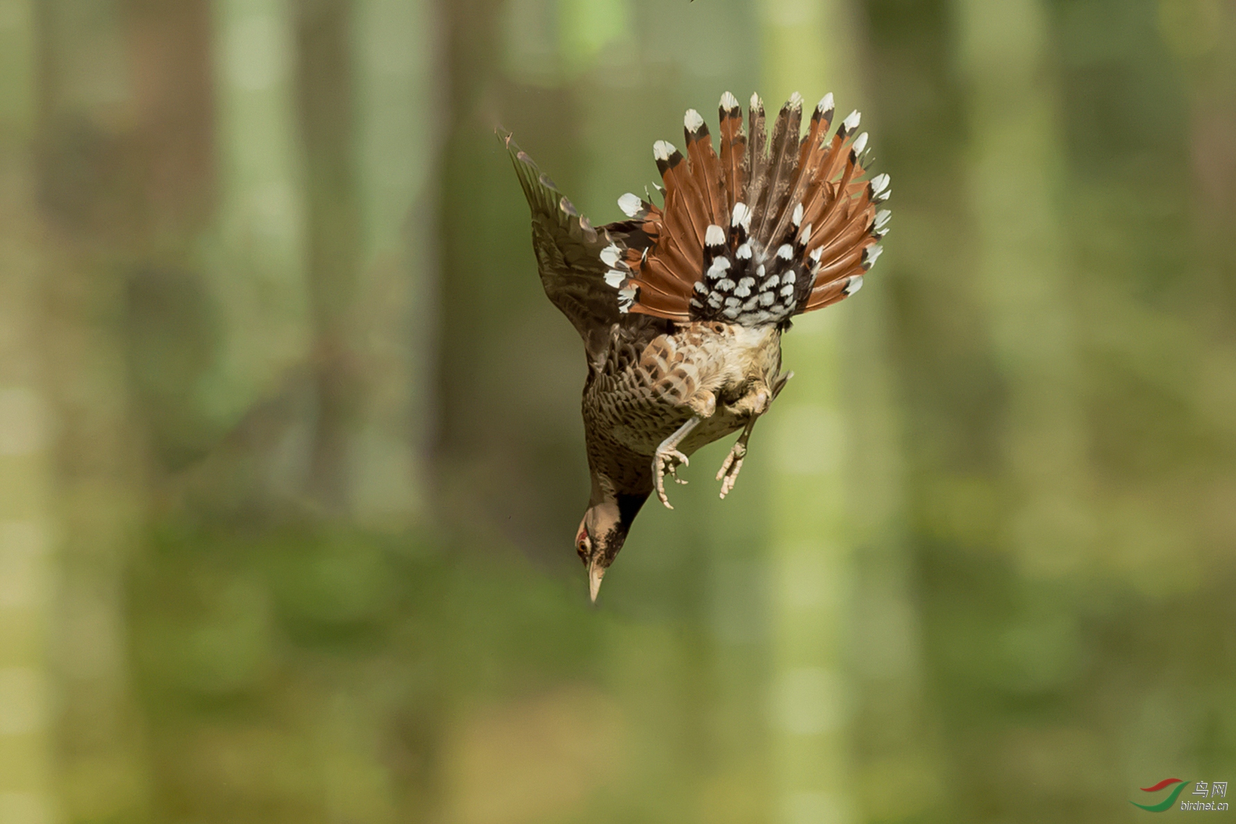 DSC_4660-1.jpg